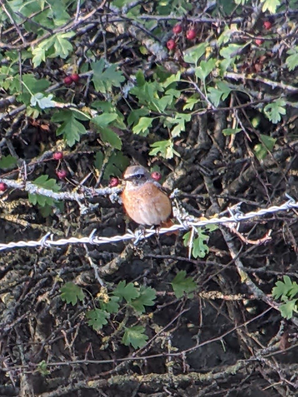  Male Redstart 